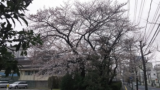 0326広島地検の桜.jpg