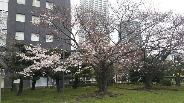 広島地裁の桜.jpg